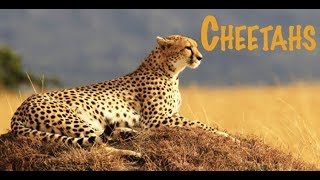 Episode 1: Usain Bolt 2.0 - Cheetah Version For Kids
