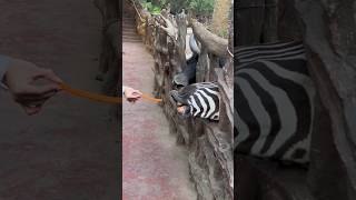 🦓 "why are you trying to feed me if you're afraid of me?" #shorts
