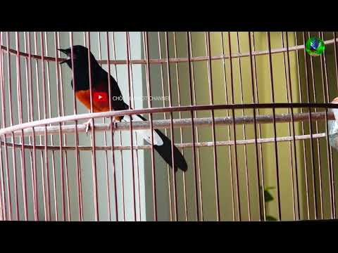 Video Chòe lửa Kbang kéo thuốc lào ngọt/ chim chích chòe lửa... - youtube