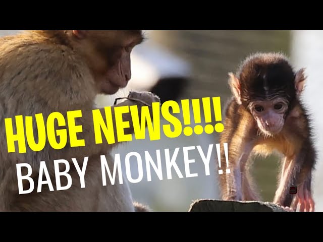 The first Baby François Langur Monkey to be born at Fota Wildlife