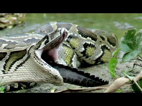 Python eats Alligator 01, Time Lapse Speed x12