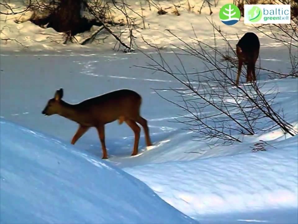 Roe deer. Stirnas ziemā