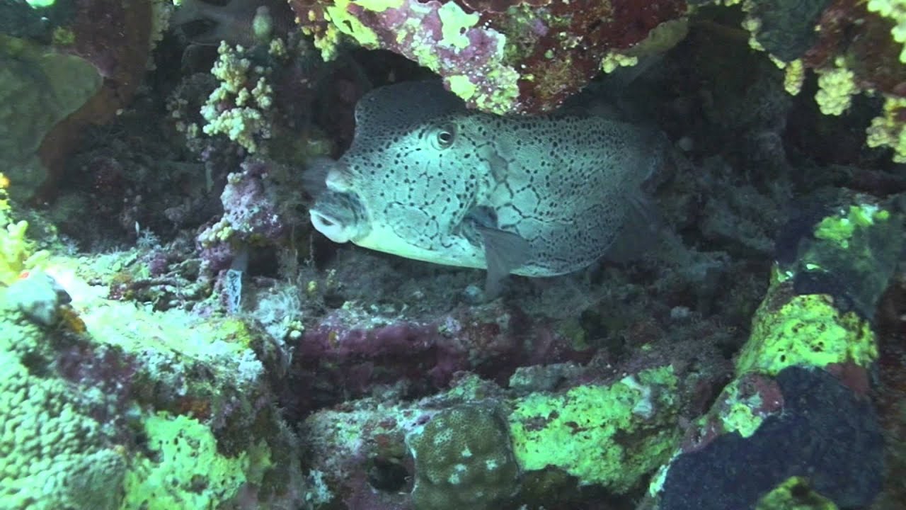 "A New Day" with Sprindiving 2014