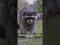 The Quirky Raccoon Wash Their Hands