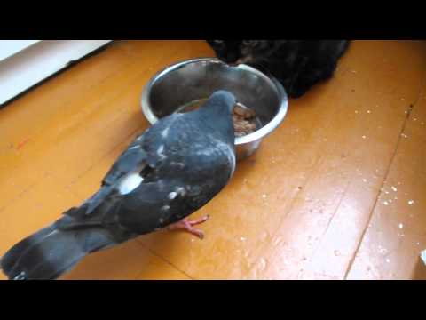 Голубь и кошки