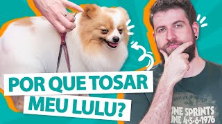 TOSA EM LULUS! - Entrevista Pet 🐶✂️ by Manual Pet 529 views 2 years ago 7 minutes, 19 seconds