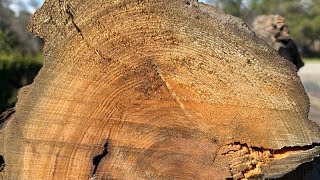 At Dans Sawmill today cutting 2 Reclaimed Sinker Cypress logs. Milled on the diesel timber King 2000