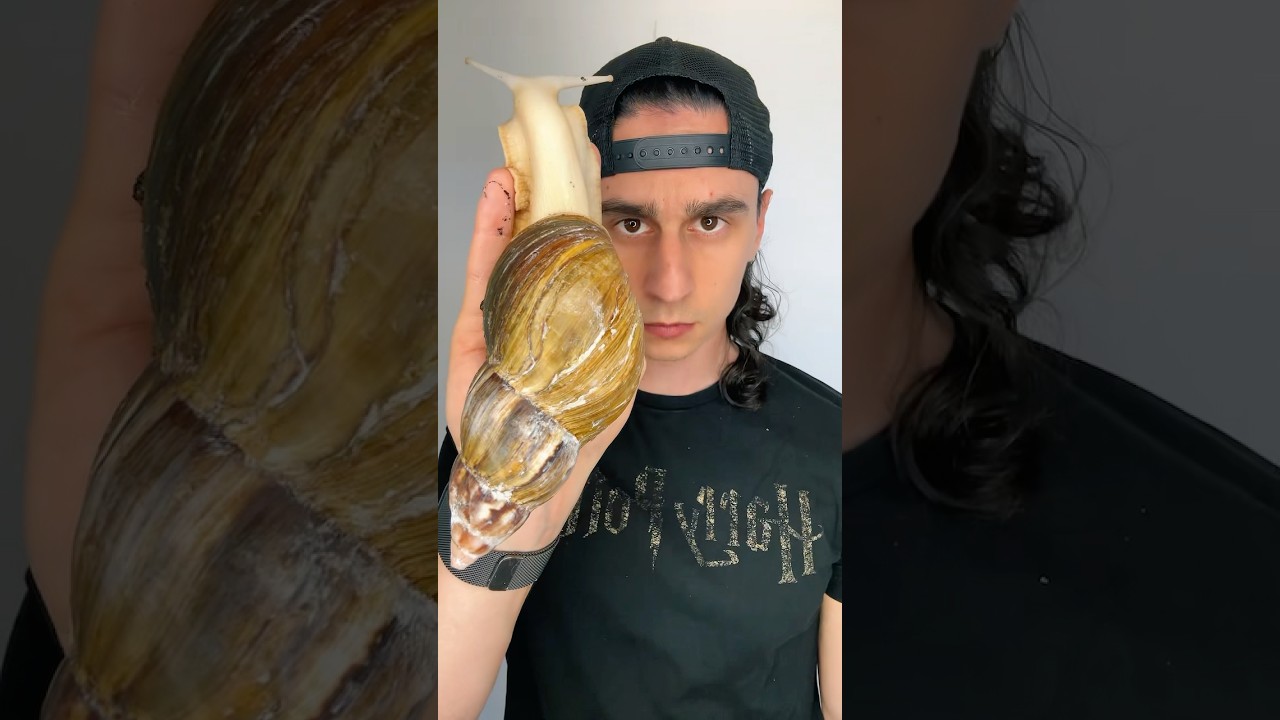 L’évolution de mon ESCARGOT GÉANT en 2 ans 😱