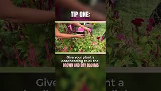 How to Grow Celosia Flowers #flowerfarm #kellylehman #cutflowers #celosia