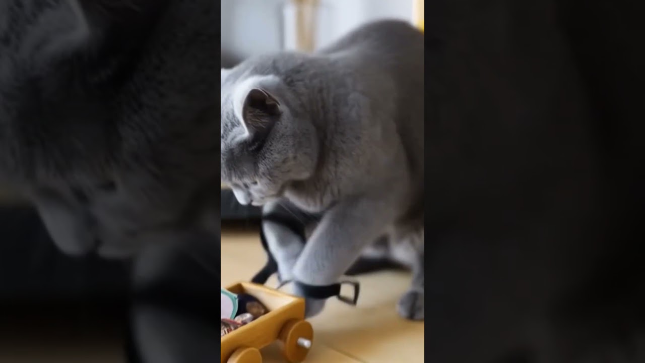 gray cat is playing with a cart 