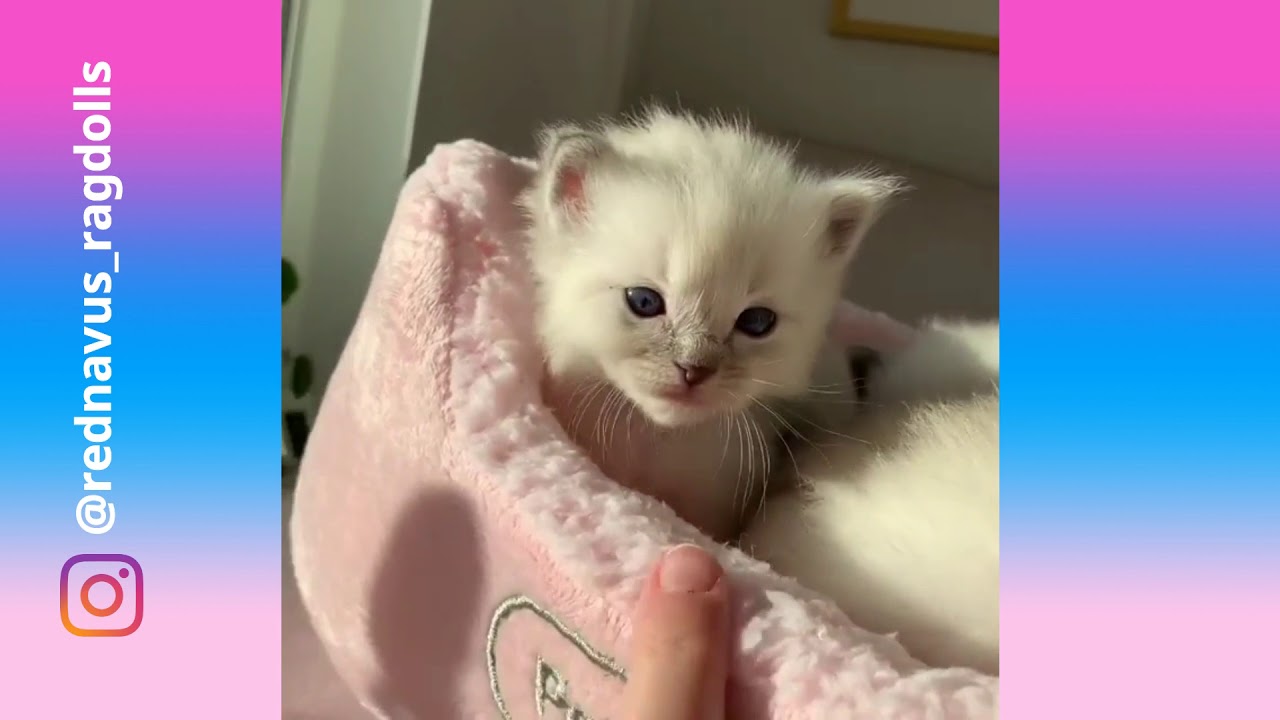 These cute fluffy kittens will melt your stress away | Cute fluffy