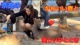 こんな鹿さん見た事が有りました🦌観光客メロメ奈良公園💕 日本・奈良公園でのかわいい鹿たちとの素敵な時間 🦌💖