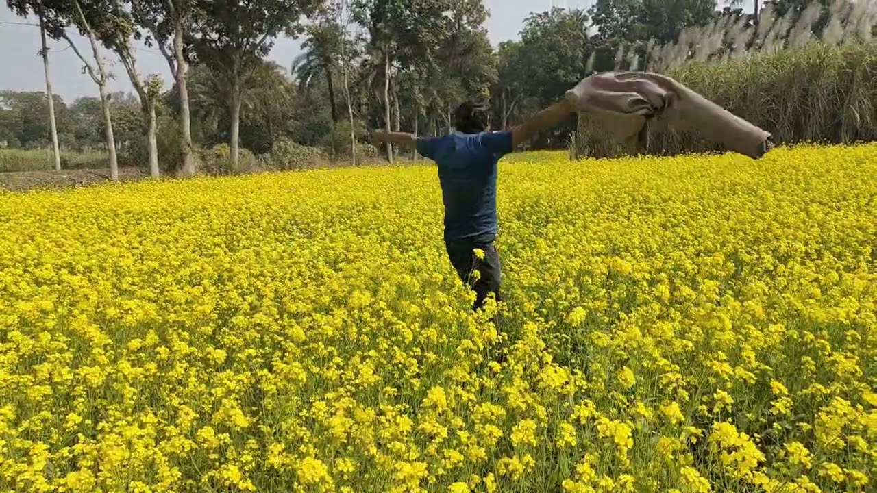 সবার আগে বাংলাদেশ সরিষা ক্ষেতের অপরূপ ভিডিও