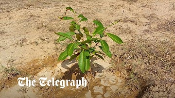 Will Pakistan’s ‘ten billion tree tsunami’ make any difference to climate change?