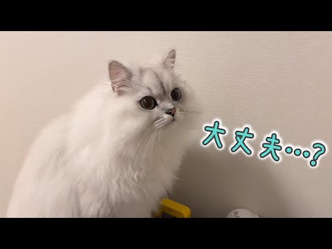 残業中の飼い主を心配する猫が健気でかわいい…！