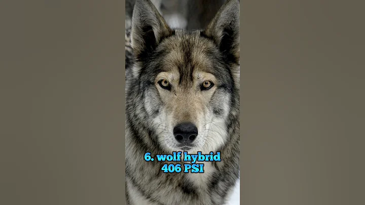 Top 10 dog breeds with strongest bite force #top10 #dogs #viral #shorts