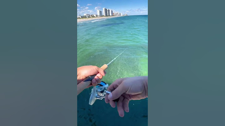 Mullet run is here #fishingvideos #urbanfloridafishing #southfloridafishing #shortsfeed #mulletrun