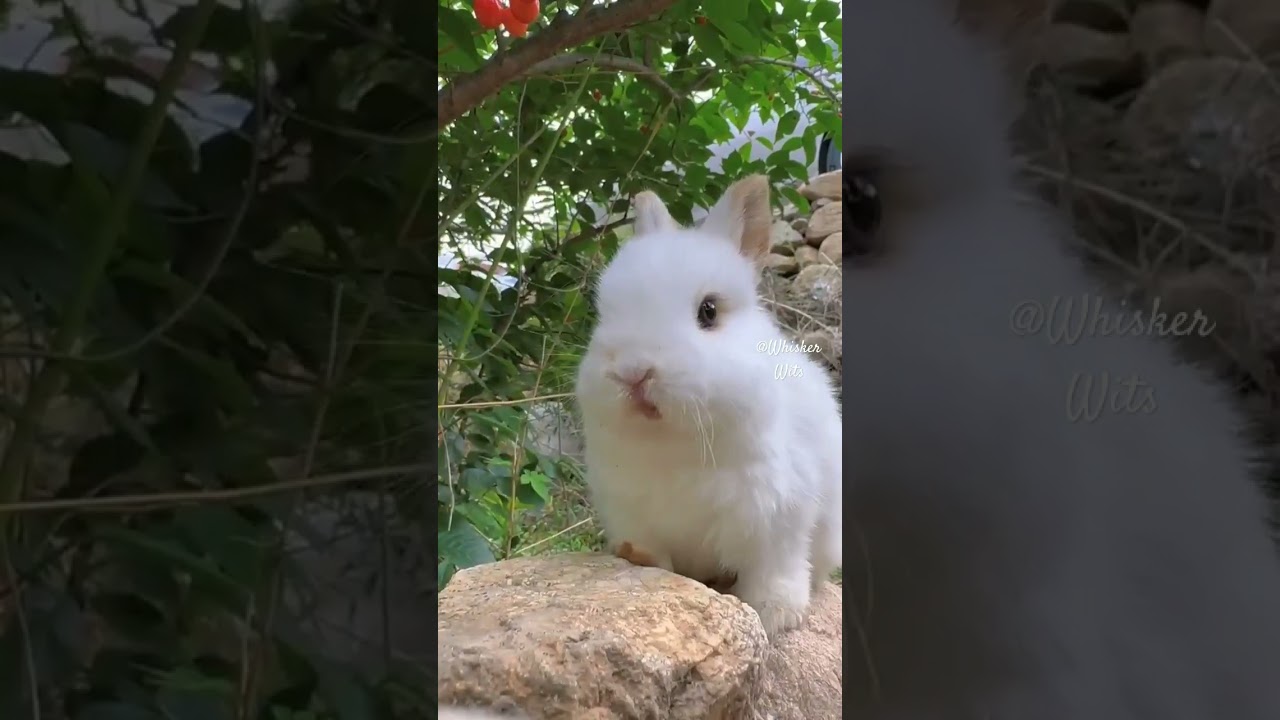Cherry-Chomping Bunny Antics!