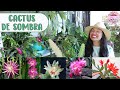 Mi colección de CACTUS DEL BOSQUE / CACTUS DE SOMBRA: Sus flores son lo más impresionante │Candy Bu