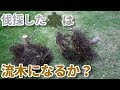 枯れ木は使えるのか