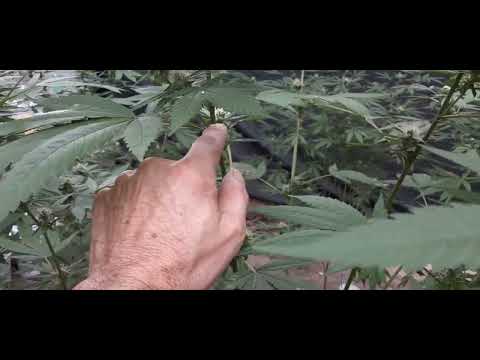 Avance De La Floracion En 20 Dias