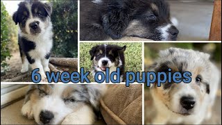 6 week old Australian Shepherd puppies//Clicker training puppies by Raising Up Aussies 2,652 views 3 years ago 7 minutes, 13 seconds