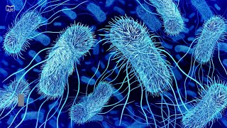 More gut bacteria than expected are helping metabolize phosphorus in pigs