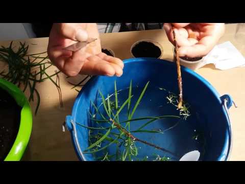 Video: Cómo podar las plantas de hisopo de anís: aprenda cuándo y cómo podar el agastache