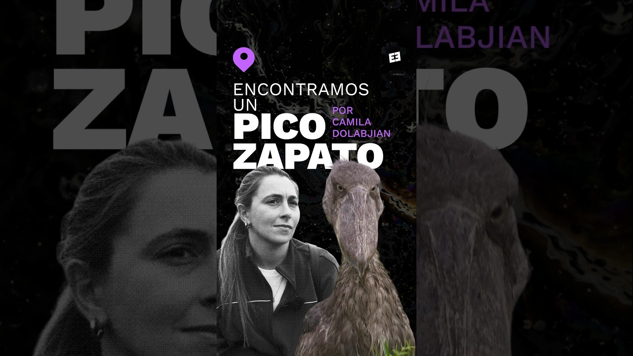 Encontramos un picozapato, el ave dinosaurio más raro del planeta!