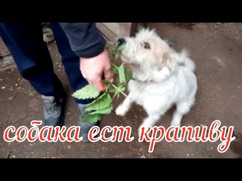 собака ест крапиву