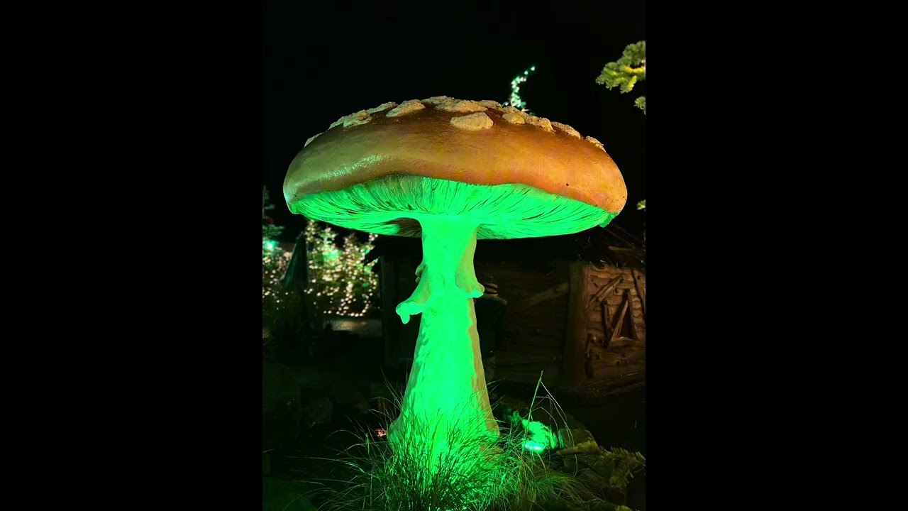 My time at @alnwickcastle light show credit to them