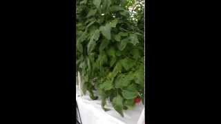 Pomidory mogą rosnąć w powietrzu - zobaczcie te kilkumetrowe korzenie