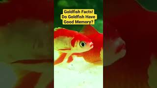 Goldfish Facts! Do Goldfish have good memory?🤔🐠 #goldfish #goldfishfacts #aquariumfishkeepers