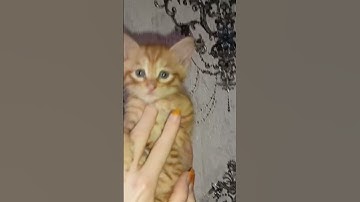 Thumbnail of слишком милый "РиЖиК" #александррыбак #напианино #иван #кукушка #котик #клипы #ленинград #star #нова