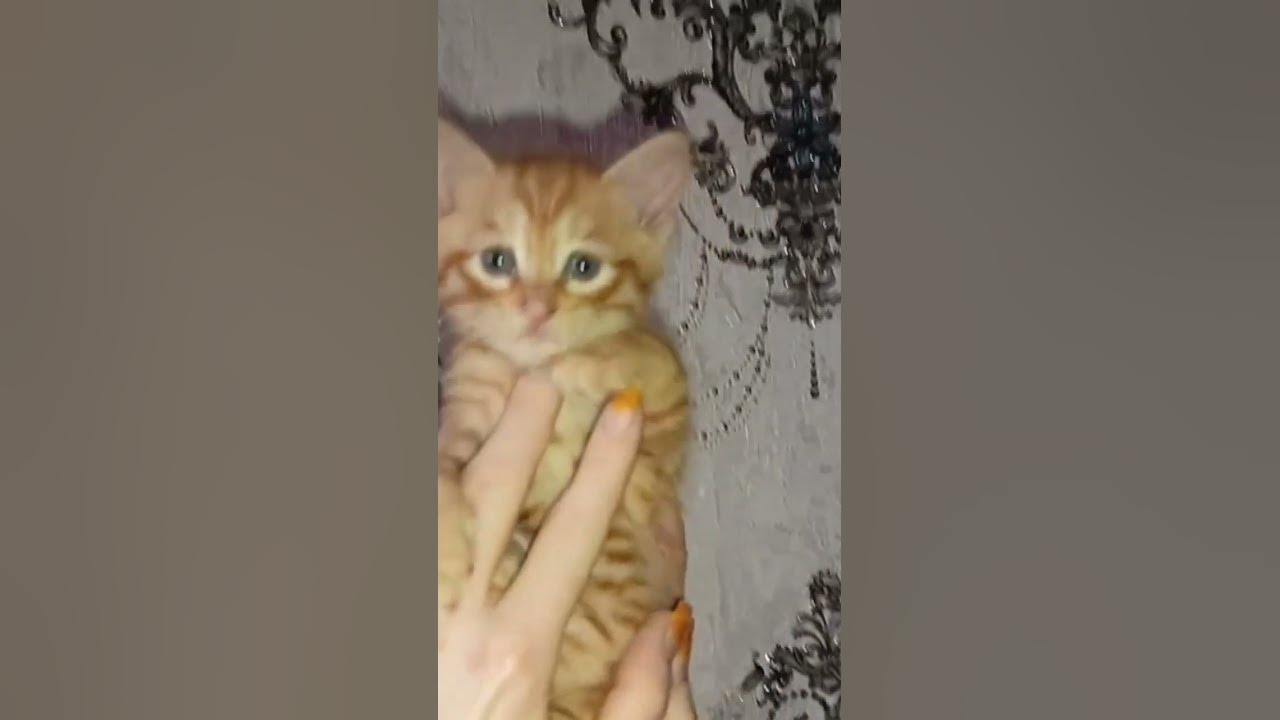 слишком милый "РиЖиК" #александррыбак #напианино #иван #кукушка #котик #клипы #ленинград #star #нова