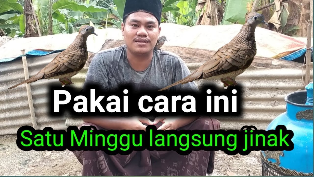 tips cara menjinakan burung perkutut. 