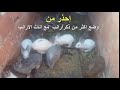 ماذا حدث عند  وضع مجموعه ذكور ارانب مع اناث الارانب+18