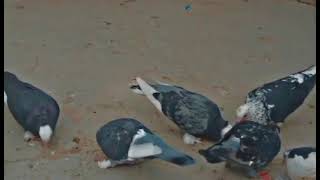 #Wings Over the City 🌆#Urban Sky Dancer 🕊️##2025|sky birds screenshot 5