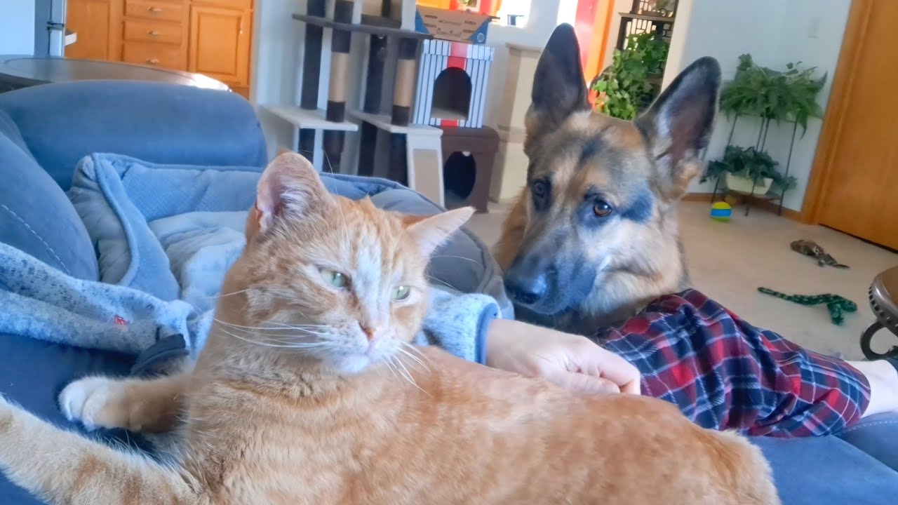 Leo's morning snuggles