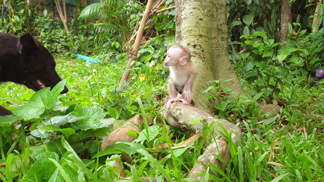 Lovely baby monkey Yoya react smacking lip to dog