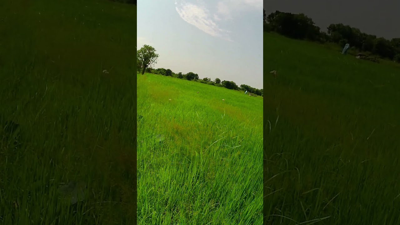 53 A view of light green fields 