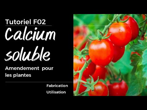 Vidéo: Pourriture apicale et calcium : utilisation d'un spray au nitrate de calcium pour les tomates