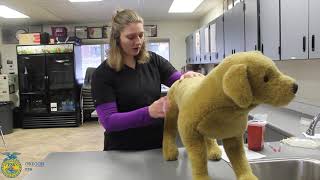 Administering an Intramuscular Injection