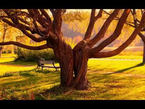 სამყაროს სილამაზე