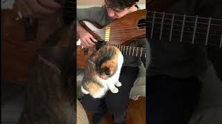 This song makes everyone feel better ❤️ (harp guitar &amp; cat)