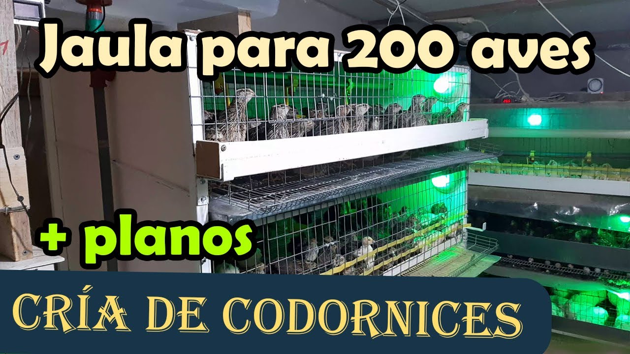 Cómo Hacer una Jaula de Codorniz con Sus Propias Manos (corregido)