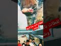 لقطات نادره جدا اسمع وشاهد    قطط مضحكة دموع الكوميديا