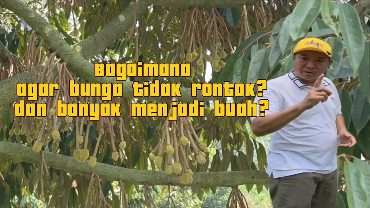 BAGAIMANA AGAR BUNGA DURIAN TIDAK BANYAK RONTOK?