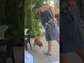 O nível da inconveniência desse cachorro...