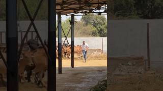 #shravanseva #cow #gaumata #trending #indiancow #youtubeshorts